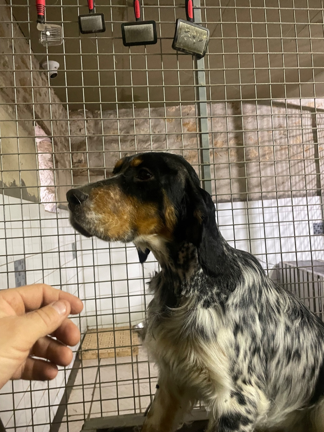 Upsie des terres d'Hudson