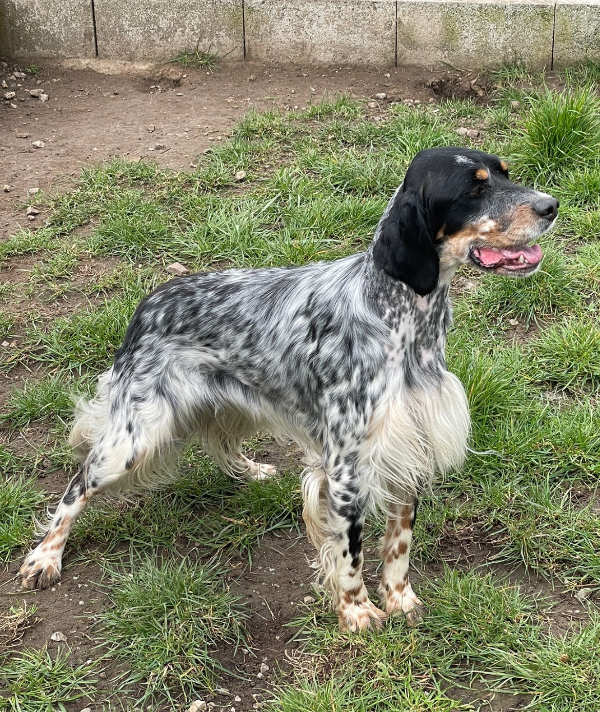 Uguette dit Ultra des terres d'Hudson