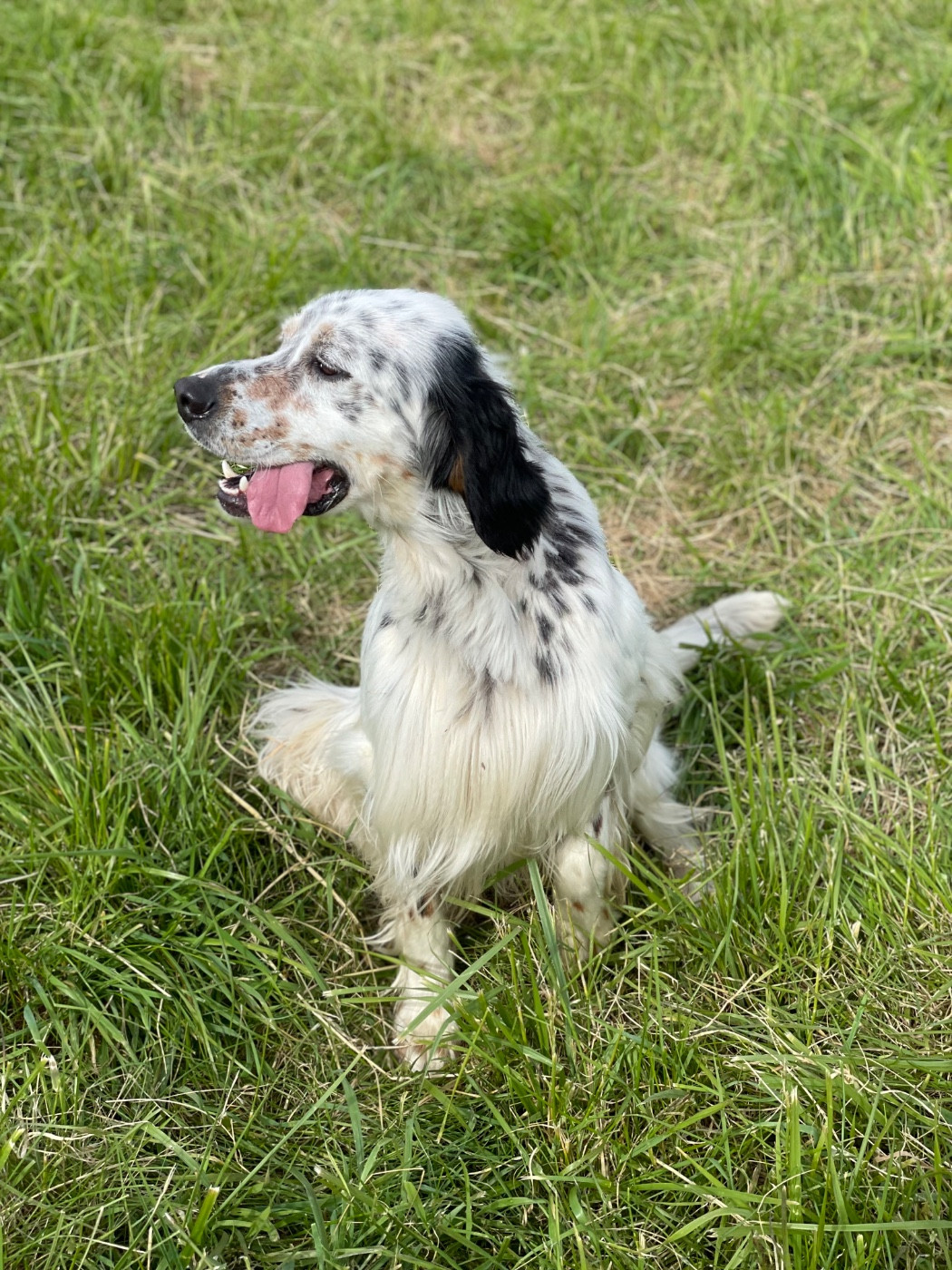 Tito des terres d'Hudson