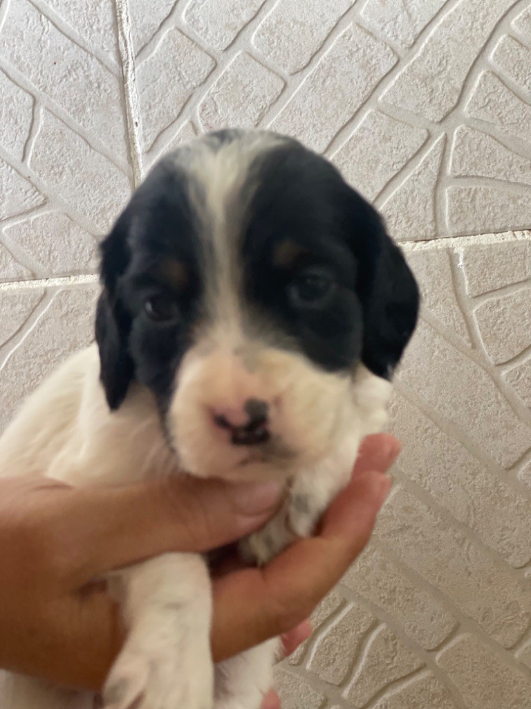 des terres d'Hudson - Chiots disponibles - Setter Anglais