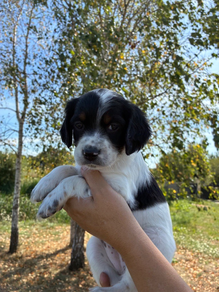des terres d'Hudson - Chiots disponibles - Setter Anglais