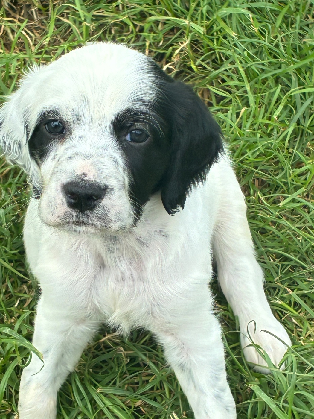 des terres d'Hudson - Chiots disponibles - Setter Anglais