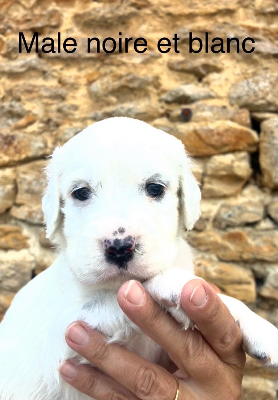 des terres d'Hudson - Chiots disponibles - Setter Anglais