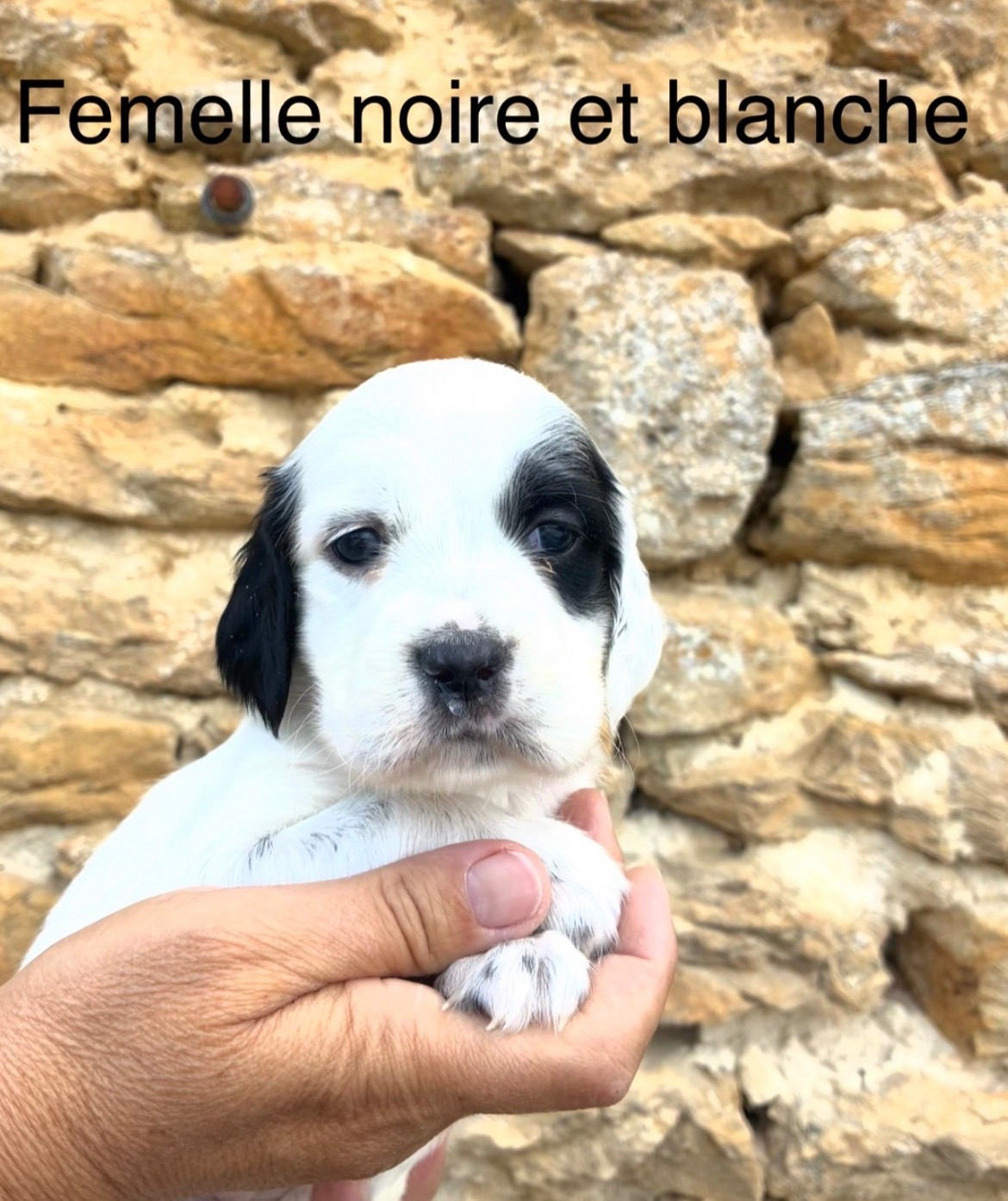 des terres d'Hudson - Chiots disponibles - Setter Anglais