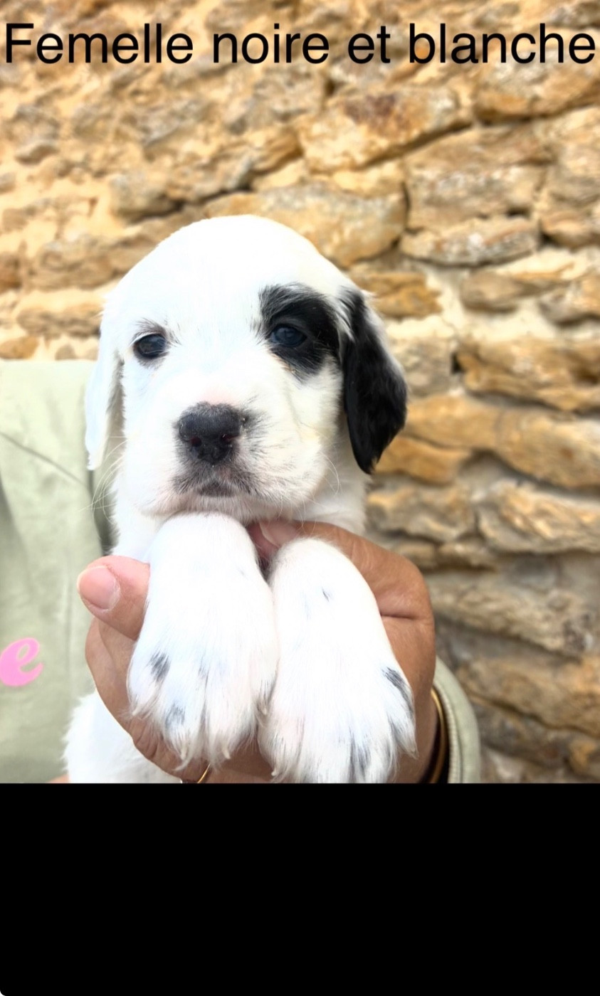 des terres d'Hudson - Chiots disponibles - Setter Anglais