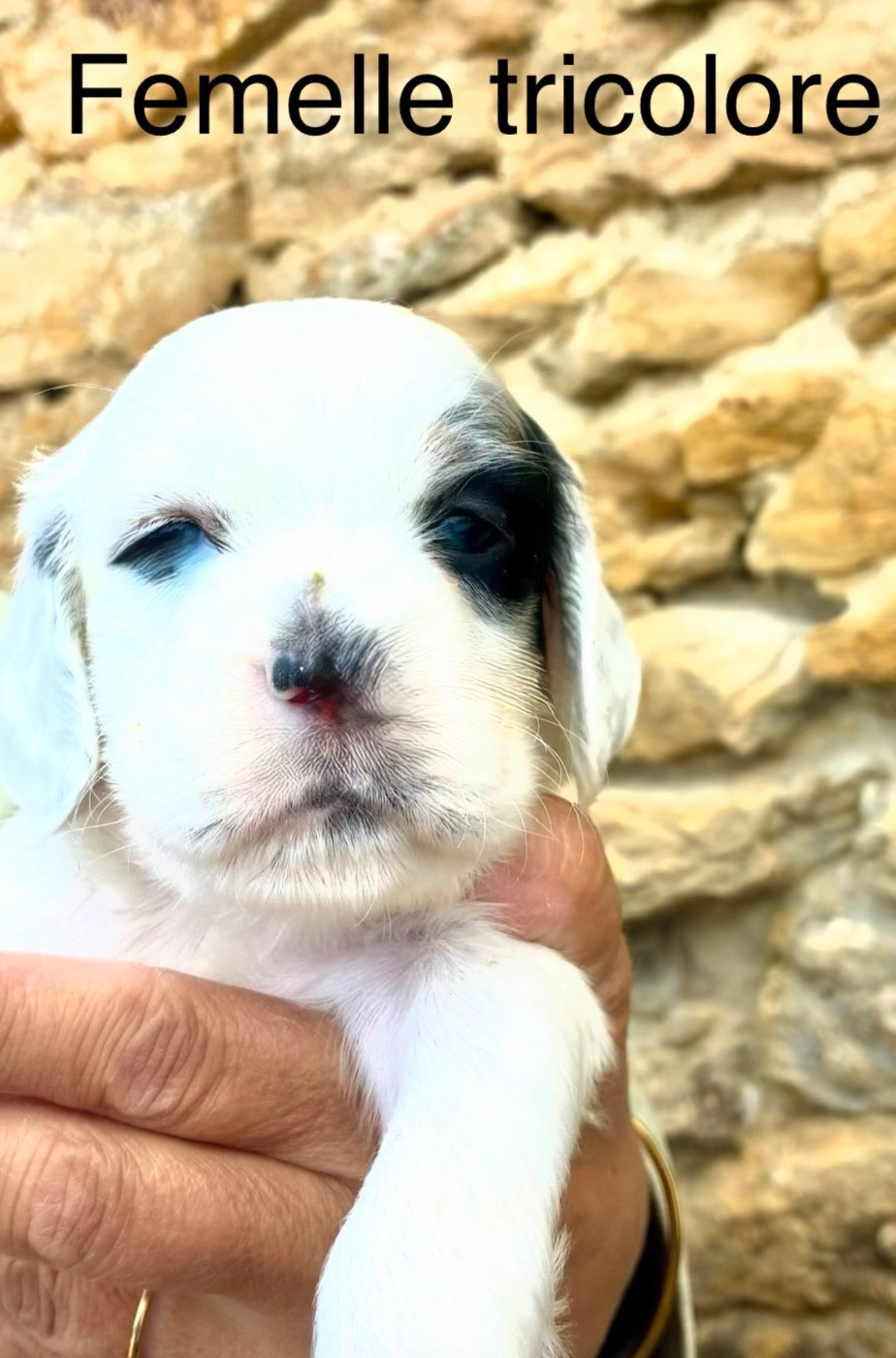 des terres d'Hudson - Chiots disponibles - Setter Anglais