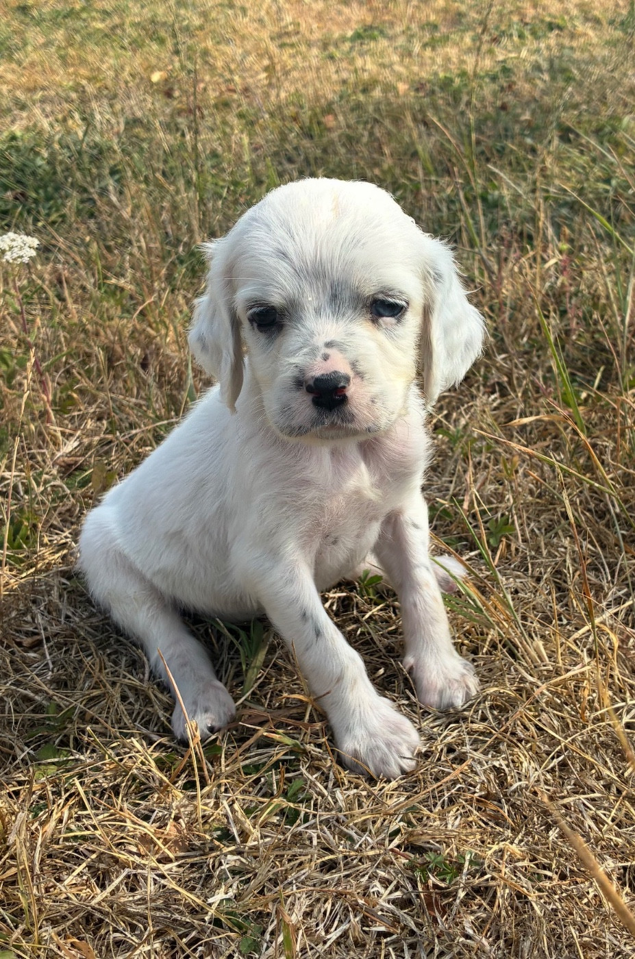 des terres d'Hudson - Chiots disponibles - Setter Anglais