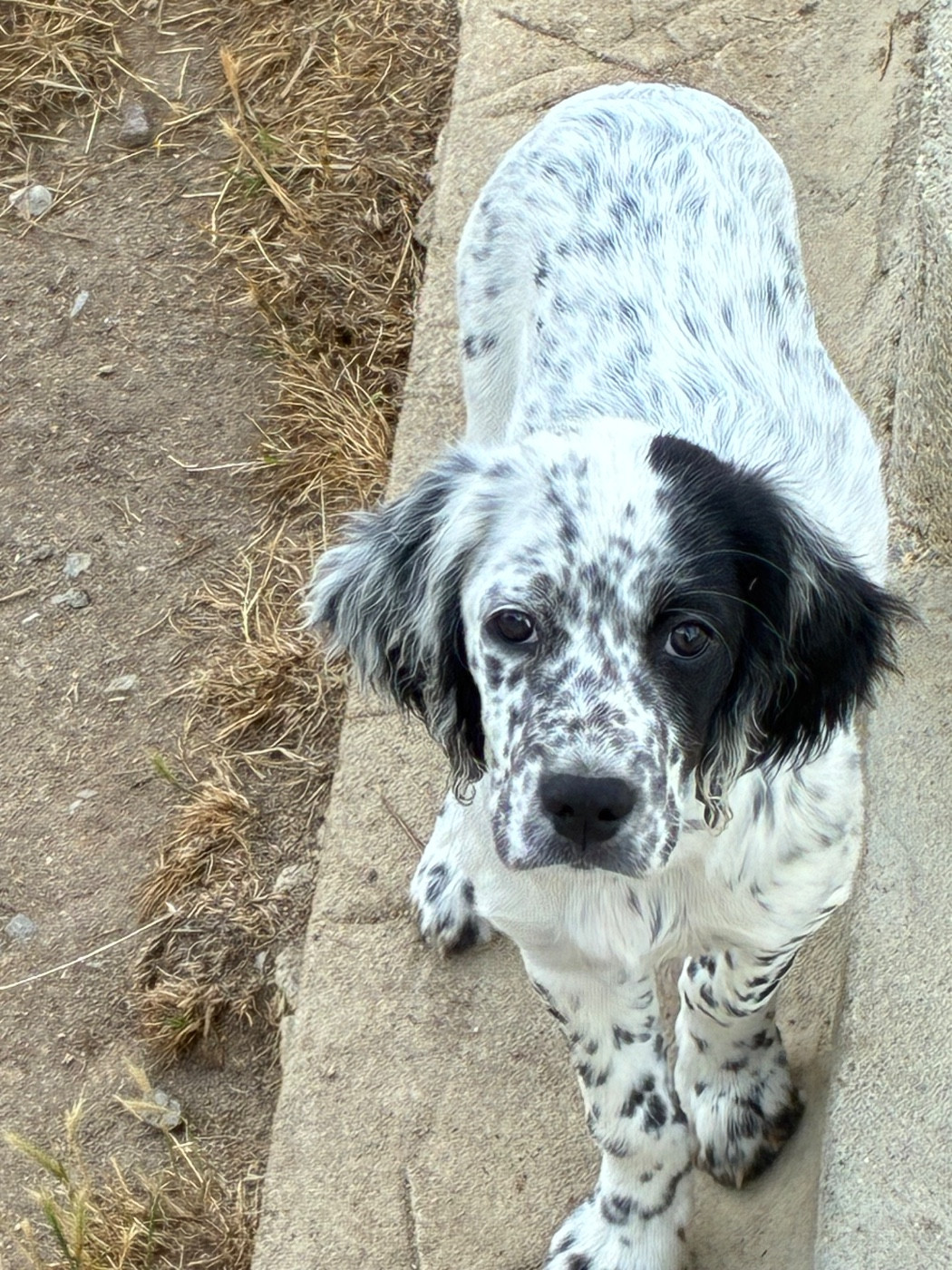 des terres d'Hudson - Chiots disponibles - Setter Anglais