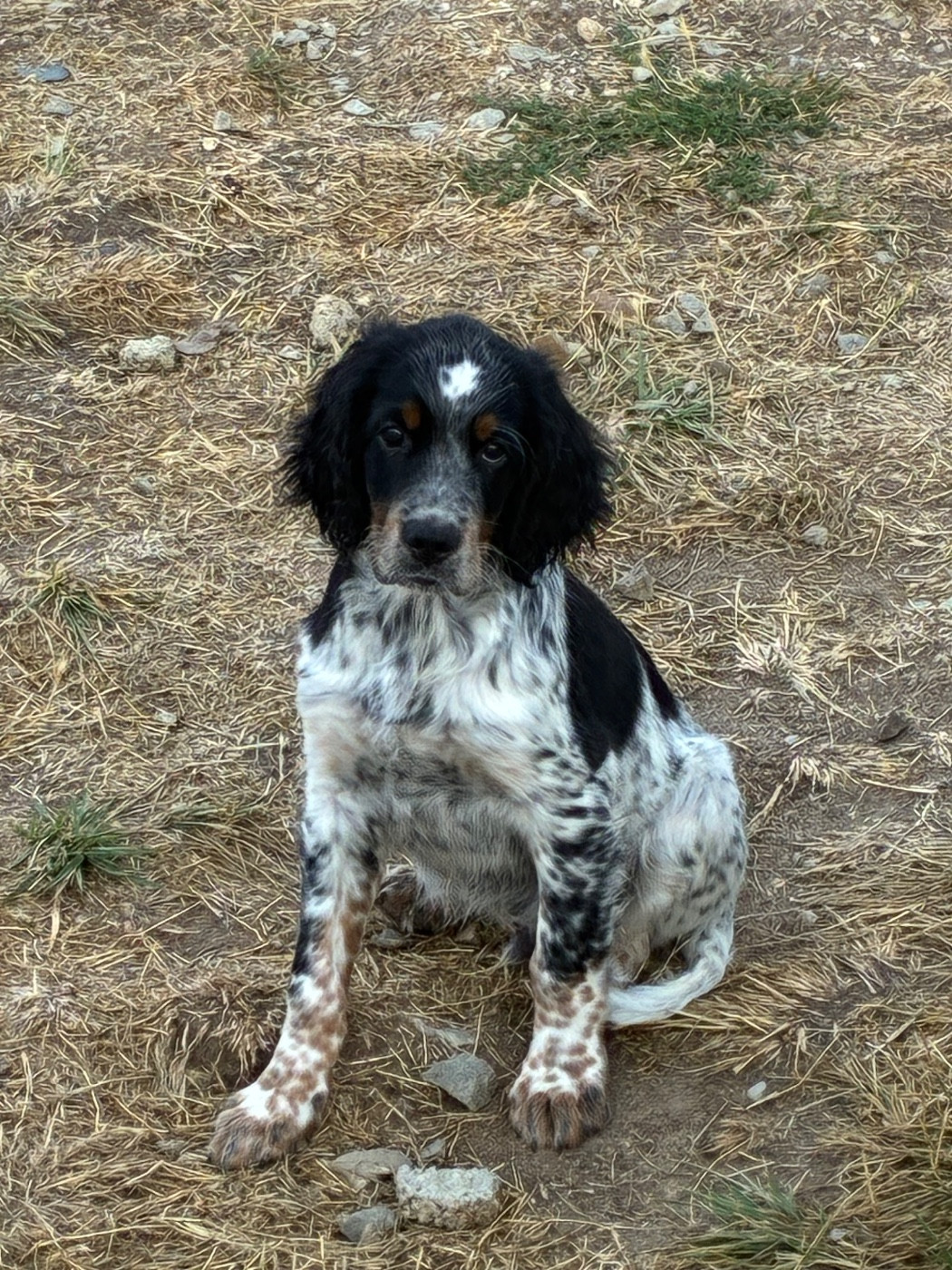 des terres d'Hudson - Chiots disponibles - Setter Anglais