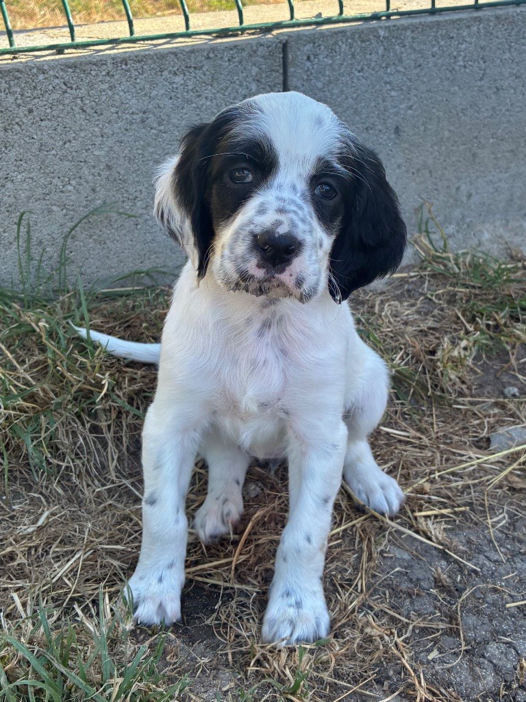 des terres d'Hudson - Chiots disponibles - Setter Anglais