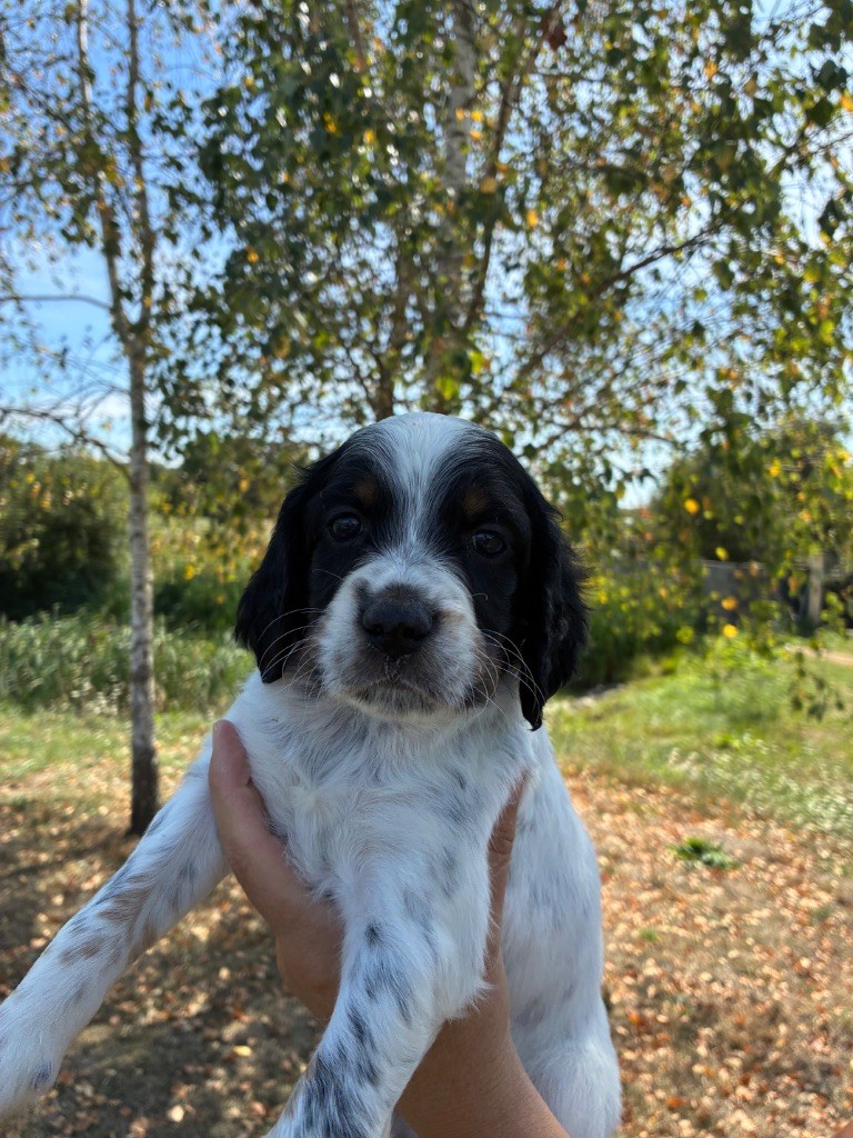 des terres d'Hudson - Chiots disponibles - Setter Anglais
