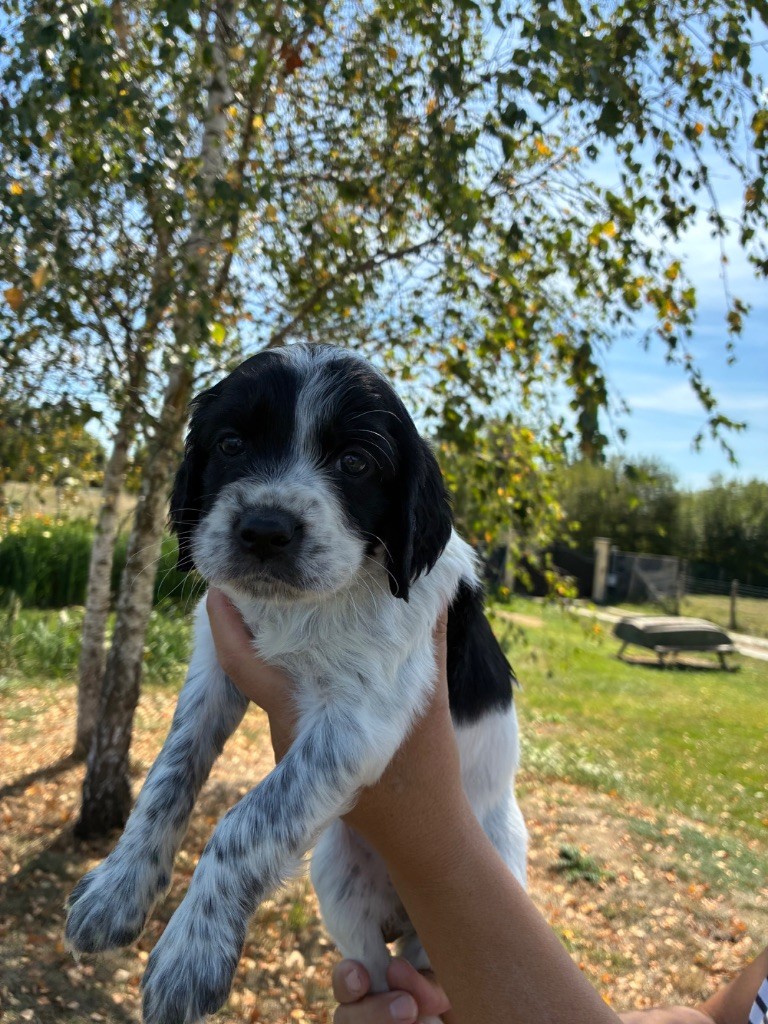 des terres d'Hudson - Chiots disponibles - Setter Anglais