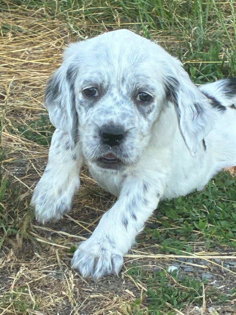 des terres d'Hudson - Chiots disponibles - Setter Anglais