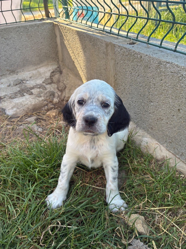 des terres d'Hudson - Chiots disponibles - Setter Anglais