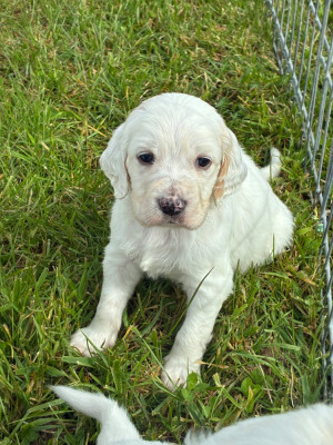 Chiot N°4