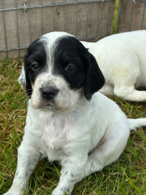 Chiot N°3