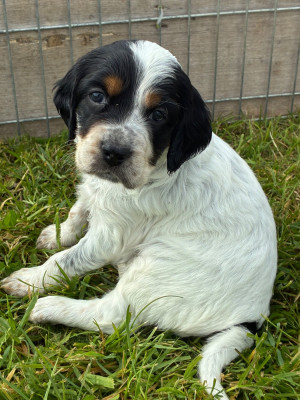 Chiot N°5