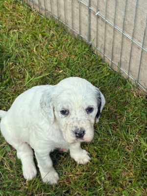 Chiot N°6