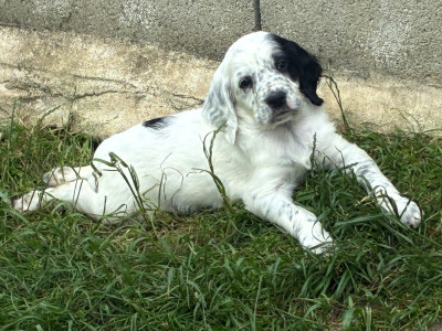 Chiot N°1