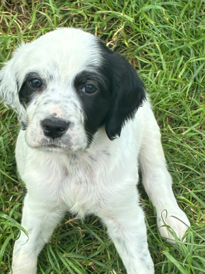 Chiot N°2