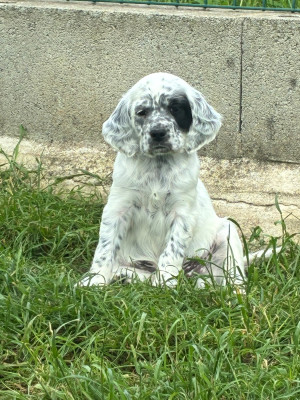 Chiot N°7