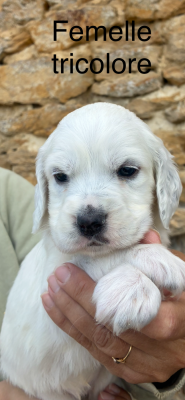 Chiot N°5