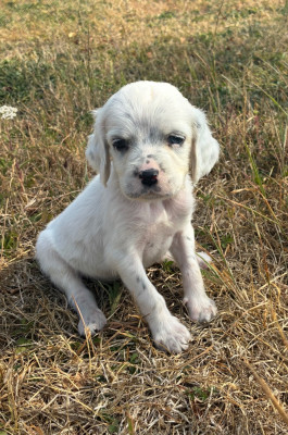 Chiot N°6
