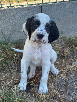CHIOT 4