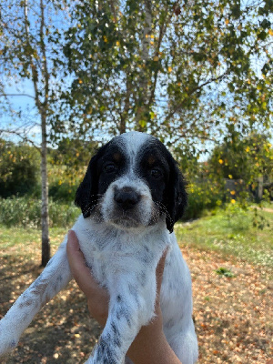 CHIOT 5