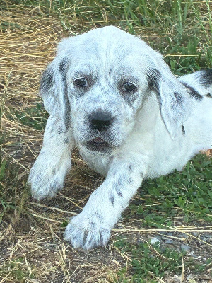 CHIOT 6