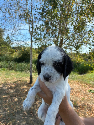 CHIOT 4