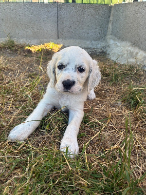 CHIOT 2