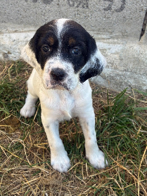 CHIOT 3