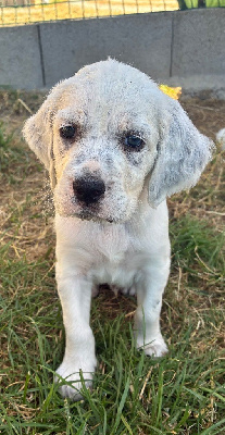 CHIOT 1
