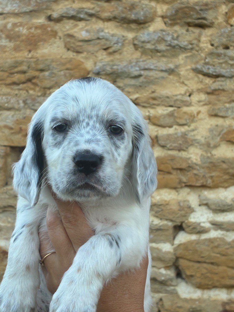 des terres d'Hudson - Chiots disponibles - Setter Anglais